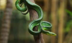 Quello di intrappolare questi animali è un lavoro che è meglio lasciare a personale esperto in quanto alcuni sono portatori di rabbia