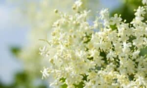 Questi fiori profumati attirano api e farfalle, svolgendo un ruolo importante nella polinizzazione della pianta