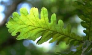 Questo albero, conosciuto anche come quercia d'Ungheria, è una delle gemme dell'arboricoltura italiana