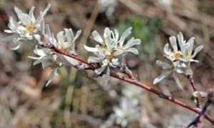 Questo arbusto o albero, appartenente alla famiglia delle Rosaceae, è diffuso principalmente nelle regioni temperate del Nord America, Europa e Asia