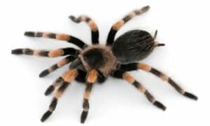 Ragno pericoloso