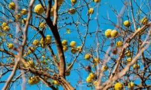 Sebbene l'albero di Maclura abbia avuto una grande importanza nel passato, la sua utilità e le potenziali applicazioni si estendono anche al contesto contemporaneo
