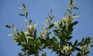 Una delle principali è la perdita di habitat dovuta alla deforestazione e all'urbanizzazione