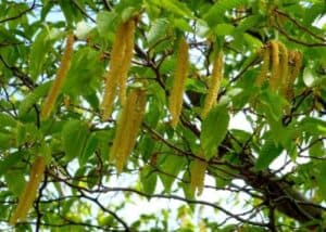 Il carpino nero e la carpinella possono raggiungere altezze considerevoli