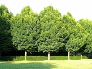 Un aspetto fondamentale dell'albero di carpinella è il suo notevole impatto estetico nei contesti paesaggistici