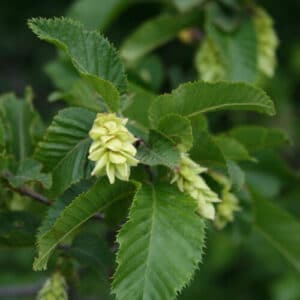 Per favorire la crescita e la salute delle piante ornamentali come il carpino nero e la carpinella, è essenziale fornire loro un adeguato concime