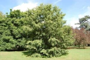 Il carpino nero e la carpinella sono spesso utilizzati per creare siepi grazie alla resistenza alle condizioni ambientali collinari e calcaree