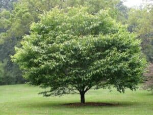 La coltivazione del carpino nero e della carpinella richiede conoscenze specifiche per garantire il pieno sviluppo e la bellezza di queste alberature
