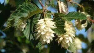 L'Ostrya carpinifolia è una pianta di notevole interesse, apprezzata per le sue caratteristiche decorative e la resistenza alle condizioni ambientali