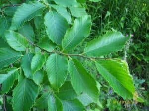 Le malattie degli alberi e i parassiti rappresentano un'altra minaccia, richiedendo misure preventive
