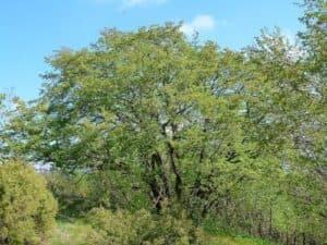 Oltre alla specie principale, Carpinus betulus, esistono diverse varietà e ibridi di alberi di carpinella