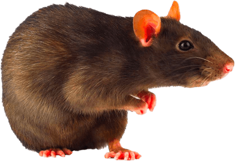 ratto