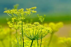 L'olio essenziale di finocchio viene spesso utilizzato in profumeria e aromaterapia per il suo aroma rinfrescante e calmante