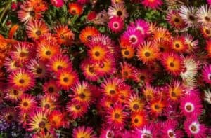 Se la pianta non riceve abbastanza luce, potrebbe non produrre fiori