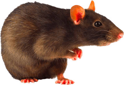 ratto