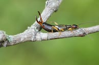 La Forficula Auricularia