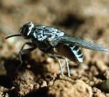 Esistono rimedi per eliminare le mosche con rimedi naturali?