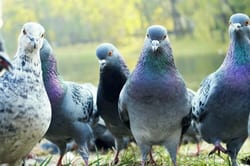 I dispositivi ad ultrasuoni emettono suoni ad alta frequenza che risultano fastidiosi per i piccioni, ma non per le persone I dispositivi ad ultrasuoni emettono suoni ad alta frequenza che risultano fastidiosi per i piccioni, ma non per le persone