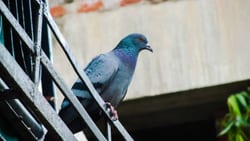 È possibile utilizzare reti, fili di ferro, lastre in acciaio o mattoni per chiudere questi spazi, costringendo i piccioni ad abbandonare il luogo e spostarsi altrove È possibile utilizzare reti, fili di ferro, lastre in acciaio o mattoni per chiudere questi spazi, costringendo i piccioni ad abbandonare il luogo e spostarsi altrove
