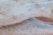 Serie di pulci su pelo di animale