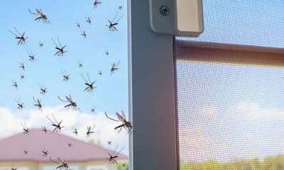 Al contrario delle zanzare, i pappataci sono più piccoli e operano in silenzio