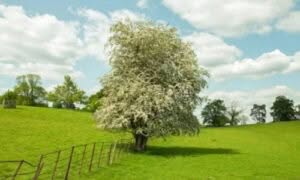 Albero biancospino