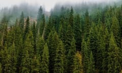 Albero di Peccio una maestosa presenza verde nelle foreste