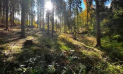 Albero di Peccio un'icona degli ambienti forestali