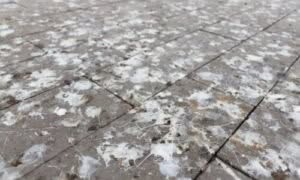 Allontanare i piccioni può essere una sfida, soprattutto in aree urbane dove questi uccelli trovano abbondanti risorse di cibo e luoghi di nidificazione