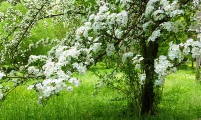 Anche se il biancospino è generalmente resistente alle malattie e ai parassiti, è possibile che occasionalmente possa essere attaccato da afidi o malattie fungine