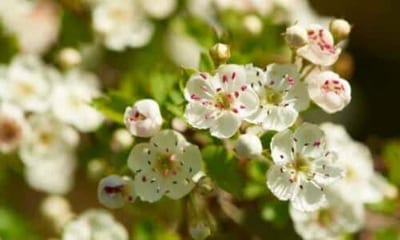 Biancospino albero