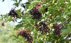 Comunemente noto come sambuco, questo albero fa parte della famiglia delle Caprifoliaceae