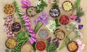 Con il loro profumo avvolgente e la loro bellezza incantevole, queste piante ci ricordano che la natura è davvero un tesoro da preservare e apprezzare