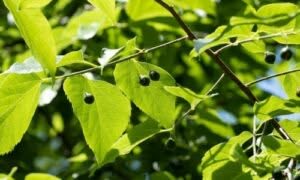 Dalla corteccia alla legna, dalla produzione di strumenti all'uso medicinale, questo albero ha contribuito al benessere umano