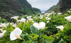 È importante mantenere il terreno costantemente umido senza lasciarlo inzuppare, poiché l'eccesso di acqua può causare la marciume delle radici