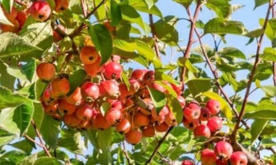 È importante raccogliere il biancospino in modo responsabile e sostenibile, rispettando l'ambiente e le leggi locali sulla raccolta di piante selvatiche