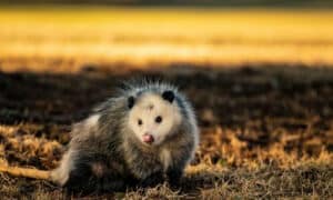 Gli opossum si possono intrappolare facilmente, nonostante siano considerati abili
