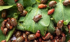 I Coleotteri appartengono all'ordine degli insetti e sono tra gli animali più antichi del mondo
