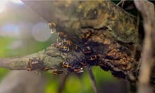 I coleotteri arlecchino amano molti tipi di terreno