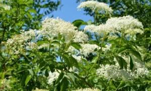I fiori di sambuco venivano utilizzati per aromatizzare dolci, sciroppi, liquori e tè