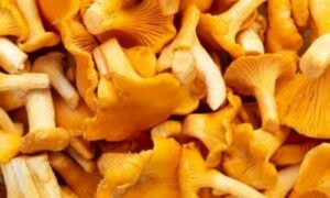 I gallinacci preferiscono terreni umidi e ben drenati, prevalentemente in boschi di latifoglie con alberi come querce, betulle e faggi