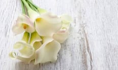 I suoi fiori a forma di tromba e le foglie lussureggianti la rendono una scelta popolare per gli amanti dei fiori e dei giardini in tutto il mondo