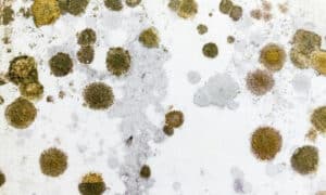 Il bicarbonato di sodio ha proprietà antimuffa e può essere usato per pulire e sgrassare le superfici
