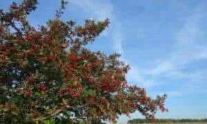 Il legno dell'albero di Ciavardello è noto per la sua straordinaria resistenza e durabilità