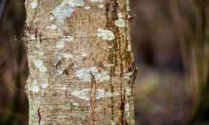 Il legno di questo albero è apprezzato per la sua resistenza all'umidità e viene utilizzato in carpenteria per la produzione di mobili