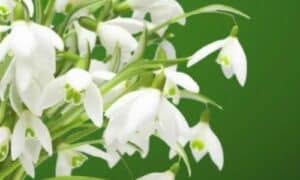 Il mughetto è una pianta che richiede cure specifiche per crescere in modo sano e produrre fiori abbondanti