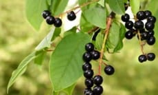 Il nocciolo è rugoso. Fiorisce da aprile a giugno