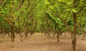 Il nocciolo è un albero deciduo appartenente alla famiglia delle Betulaceae