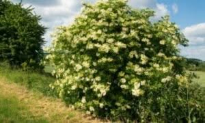 Il sambuco è un albero deciduo o arbusto che può raggiungere altezze comprese tra i 2 e i 10 metri