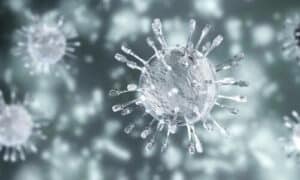 Il vento inoltre contribuisce a sollevare e trasportare particelle di polveri infette da batteri